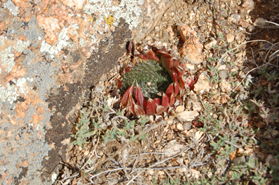 Orostachys cfr. spinosa  (Crassulaceae) - Mongolia